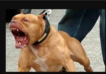 Proyecto para denunciar la circulación de perros peligrosos