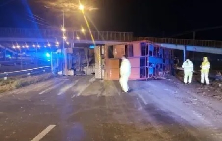 Faenaron vacas que transportaba un camión que volcó en Circunvalación