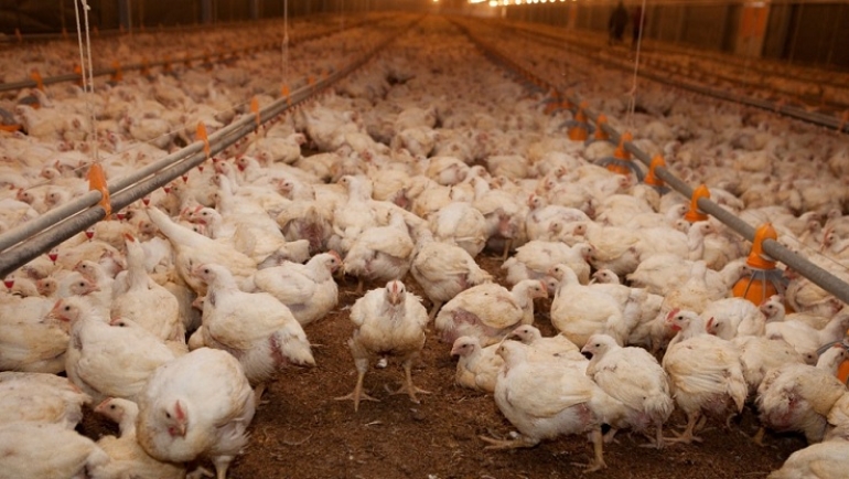 Argentina suspende importación de pollo de Brasil