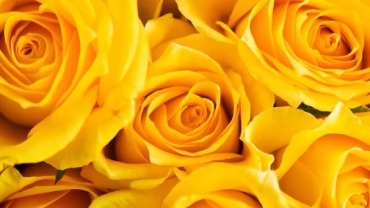 Día de la Primavera: por qué se regalan flores amarillas el 21 de septiembre