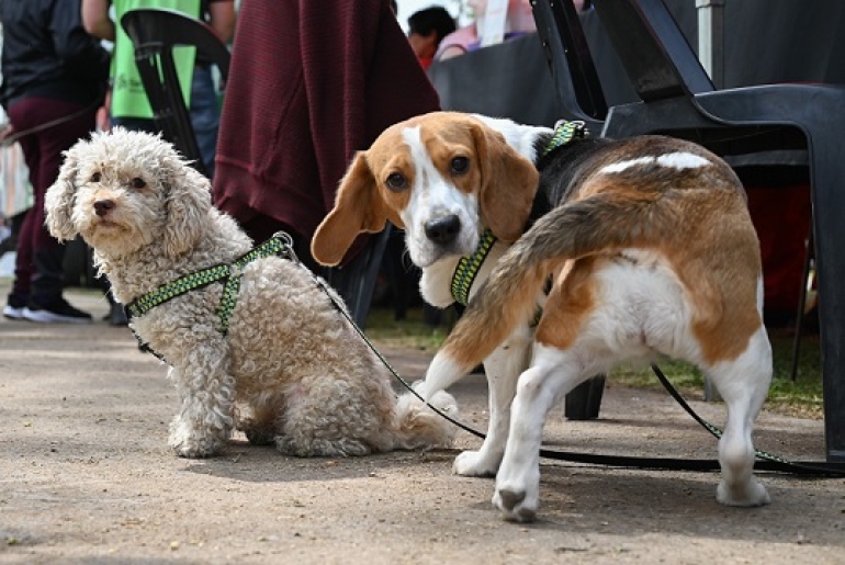 LA MUNICIPALIDAD ORGANIZA UNA JORNADA MASIVA DE VACUNACIÓN Y DESPARASITACIÓN DE MASCOTAS EN SAN DIEGO AL 2000