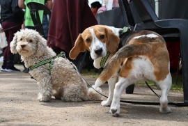 LA MUNICIPALIDAD ORGANIZA UNA JORNADA MASIVA DE VACUNACIÓN Y DESPARASITACIÓN DE MASCOTAS EN SAN DIEGO AL 2000