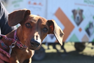 EL MUNICIPIO REALIZARÁ UNA CAMPAÑA DE VACUNACIÓN ANTIRRÁBICA Y DESPARASITACIÓN DE PERROS Y GATOS