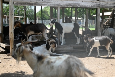 COMUNICADO OFICIAL POR EL FALLECIMIENTO DE ANIMALES EN LA GRANJA DEL PARQUE REGIONAL