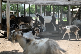 COMUNICADO OFICIAL POR EL FALLECIMIENTO DE ANIMALES EN LA GRANJA DEL PARQUE REGIONAL
