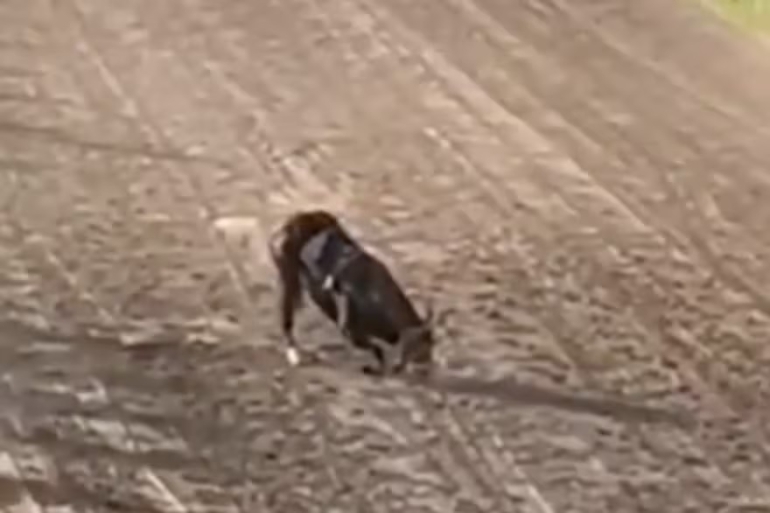 Proteccionistas de animales piden terminar con las carreras de caballo