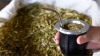 Desregulaci&oacute;n total de la yerba mate: El Gobierno liber&oacute; el precio y peque&ntilde;os productores quedan sin protecci&oacute;n